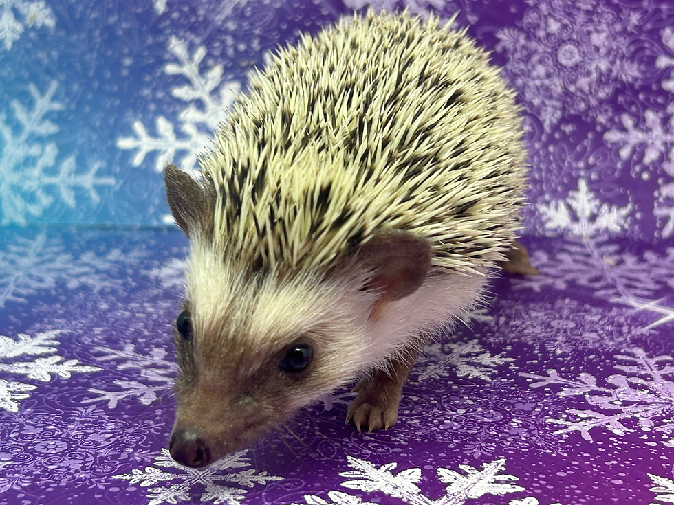 Thumbnail: Lucy- female - Comedian/ Adventurous/ Sweet++/ Cuddler Potential