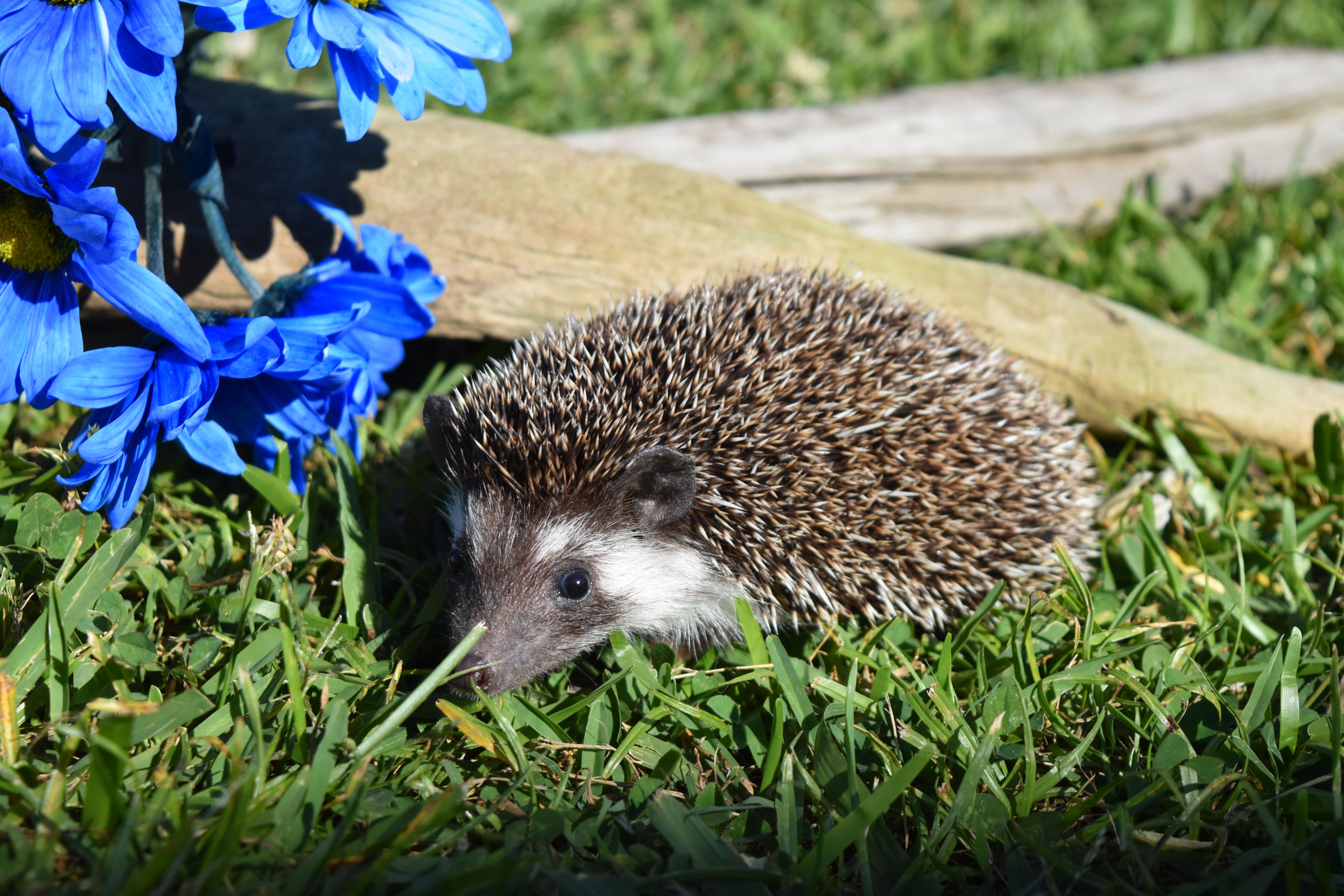 "Quest" male Ready after 4/6 (SRickets)