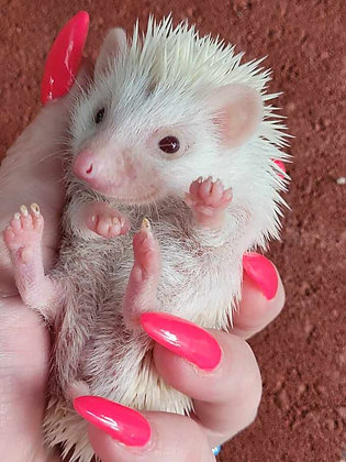"Rosealee" female Ready after 7/17- revese pinto, sweet as honey