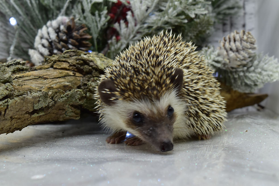 Thumbnail: "Gatlin" female Ready Now- (med)(PIF 10708 TN)