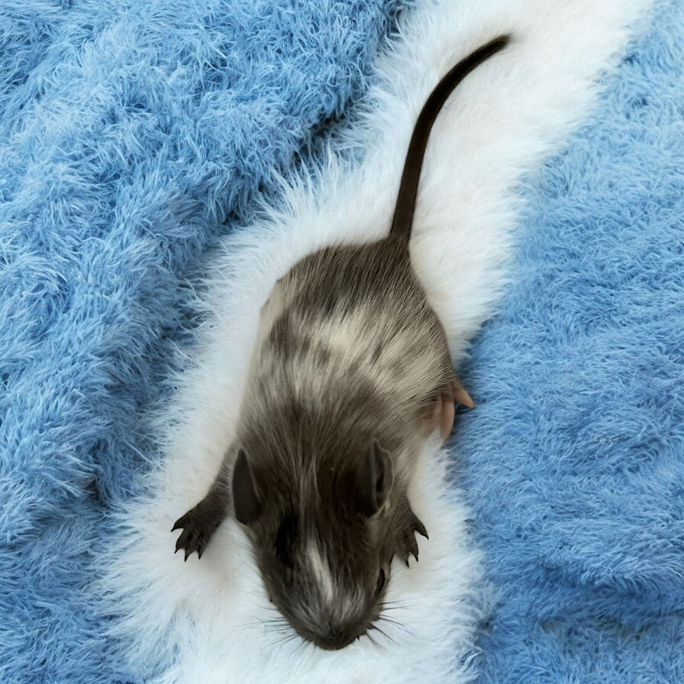 Thumbnail: Degu 6- male- Ready after 8/4