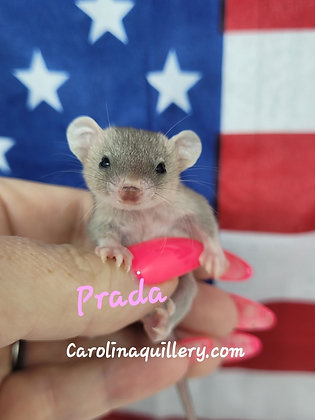 "Prada" Female Short Tailed Opossum Ready after 7/19, shipping after 8/16