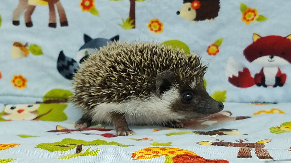 Thumbnail: "Emerson" male Ready after 4/5 (PIF +cage w/2liners E.Dobbs)