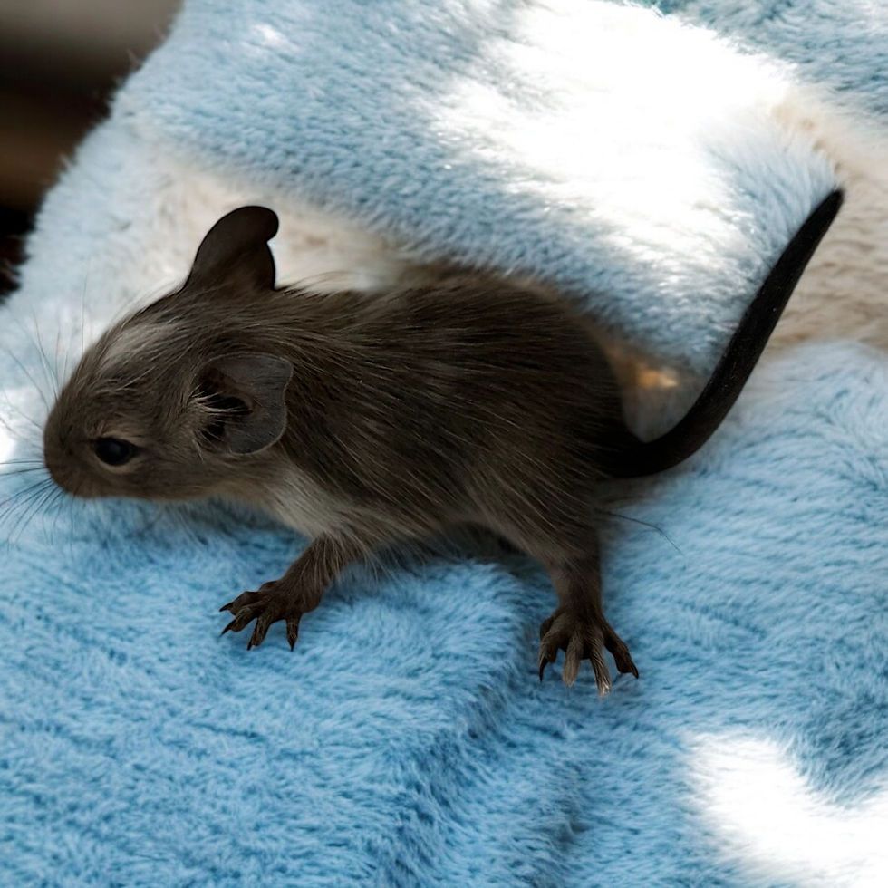 Thumbnail: Degu 3- male- Ready after 8/4