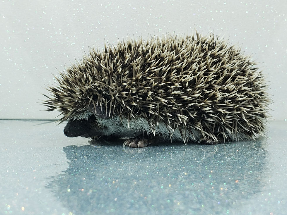 Thumbnail: "Anaheim" male Ready after 4/23 (PIF K.Ito)