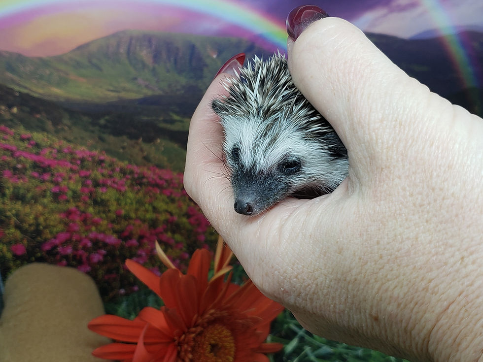 Thumbnail: "Yam" male Ready after 8/25 good boy, little shy on photo day(PIF A&Z Garrett)