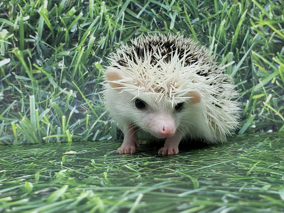 Thumbnail: "Arctic" male Ready after 3/22- reverse pinto (S.M.)