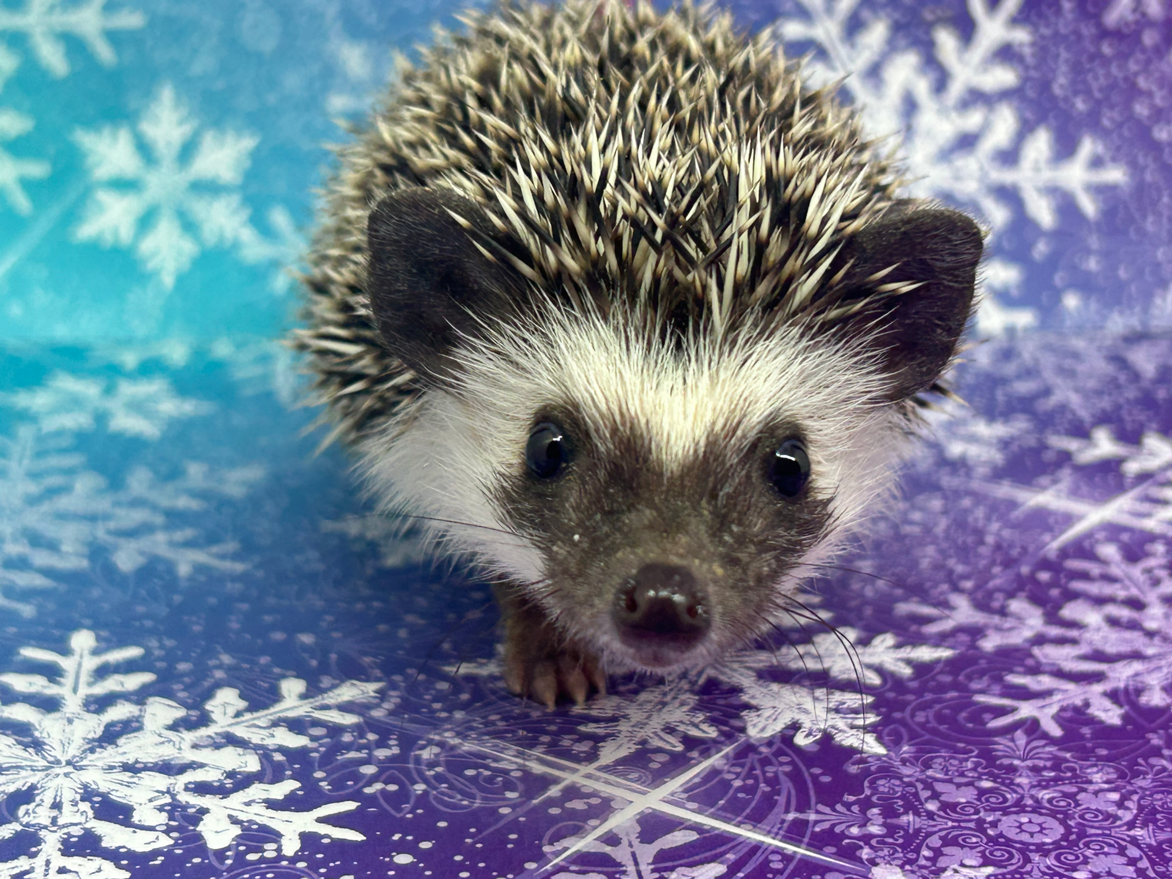 Sally- female - Sweet++/ Average with Strong Cuddler Potential