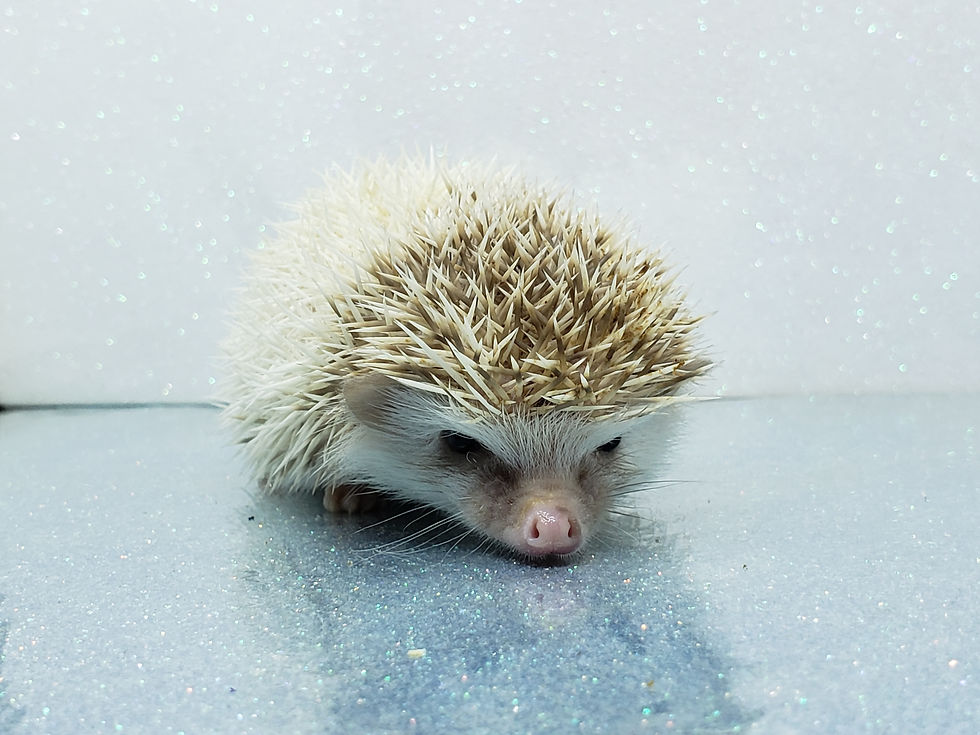 Thumbnail: "Cupid" male Ready after 4/17(PIF +cage, water bottle M.Renaldi)
