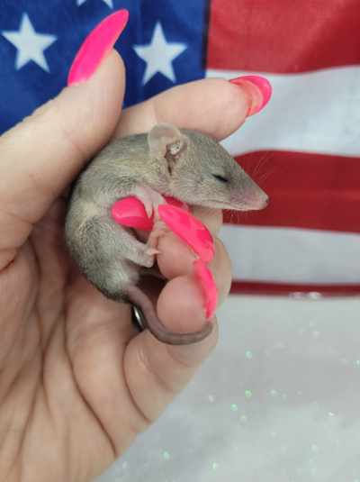 Thumbnail: "Prada" Female Short Tailed Opossum (10801 DBrockmann)