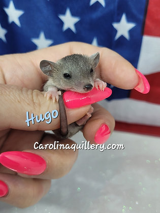 "Hugo" Male Short Tailed Opossum Ready after 7/19, shipping after 8/1