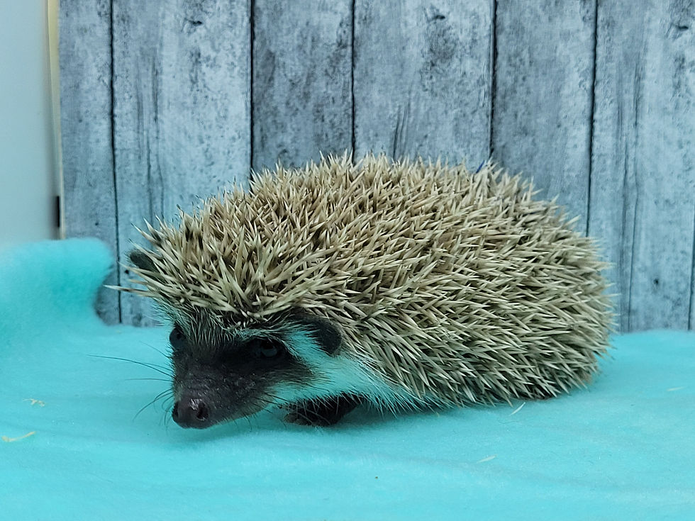 Thumbnail: "Mystik" male Ready after 5/10-10767 J.Swindler)