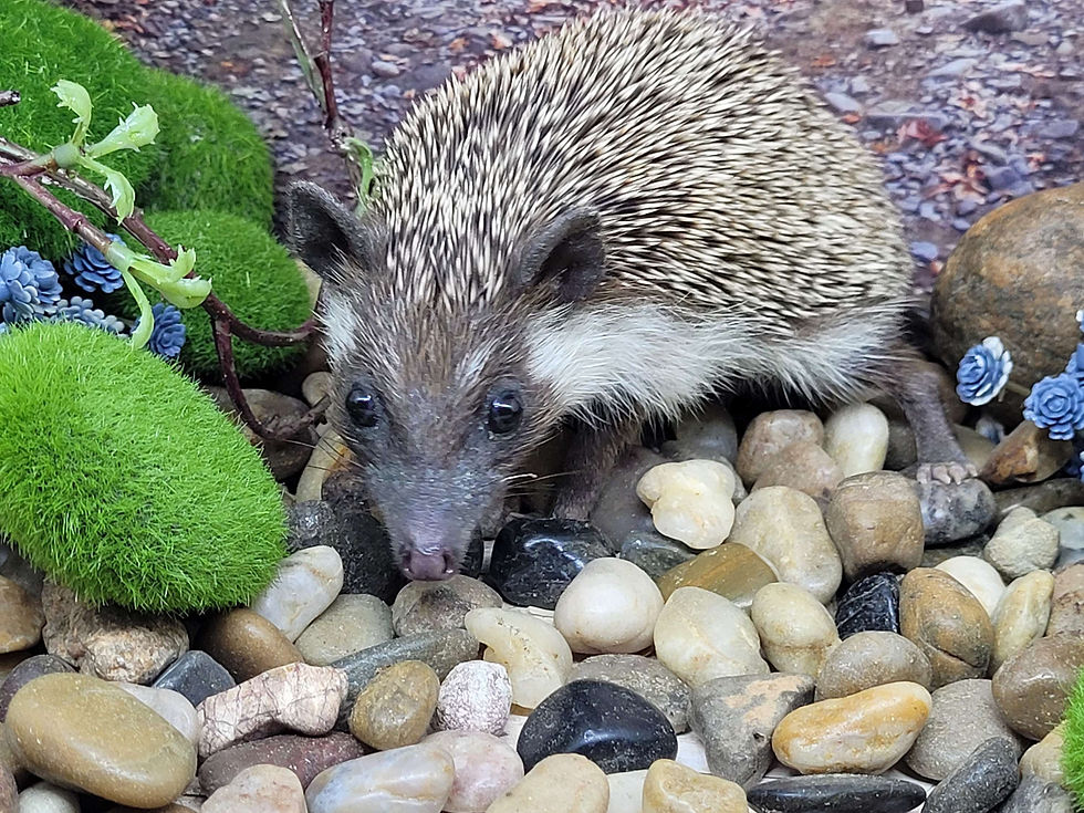 Thumbnail: "Eclipse" male Ready Now- Super friendly laid back