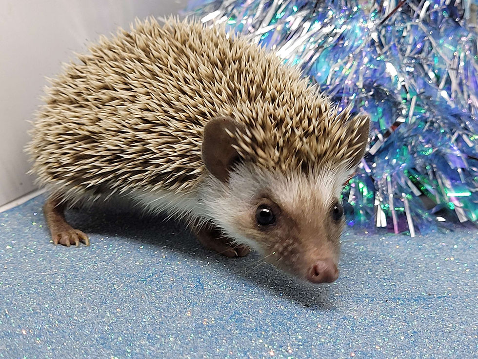 Thumbnail: "Selter" female Ready Now- great personality, social outgoing, running small