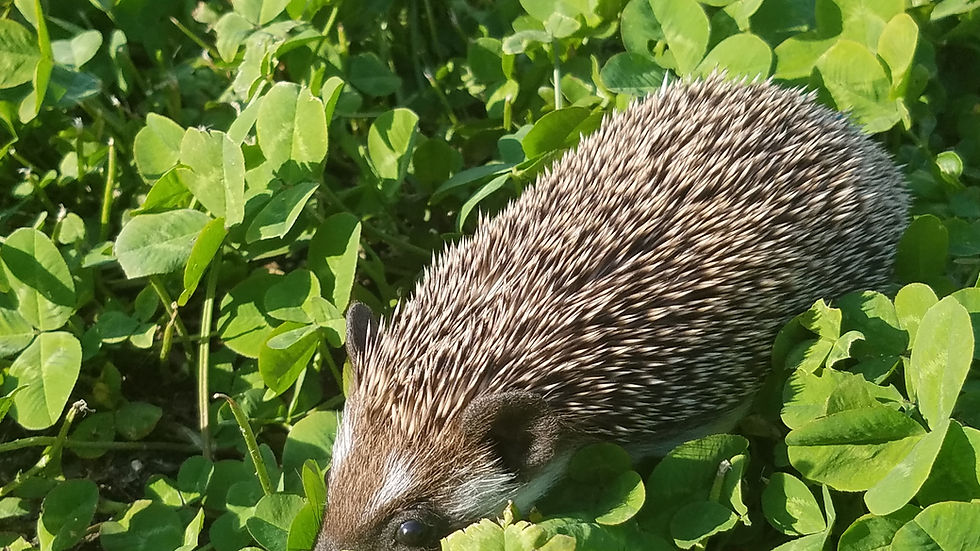 Thumbnail: "Oscar" male Ready Now (PIF +travel R.Hadnott)