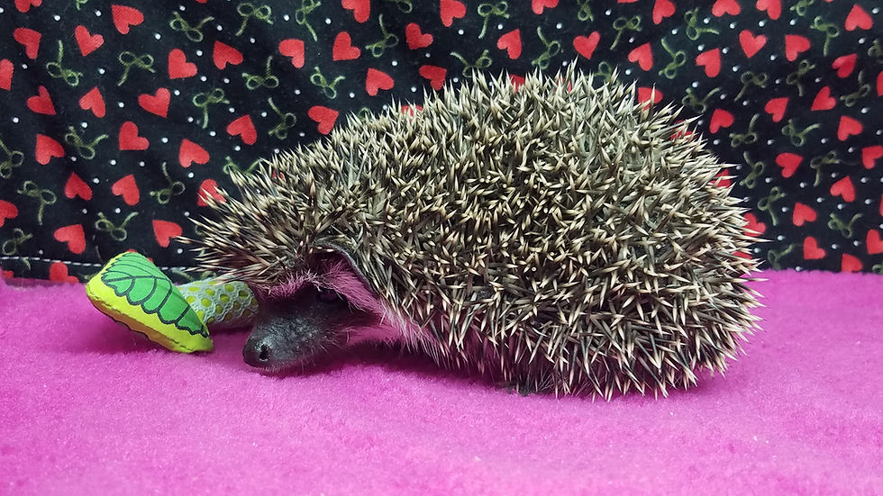 Thumbnail: "Sandor" female Ready after 2/17 (PIF N.Sangid)