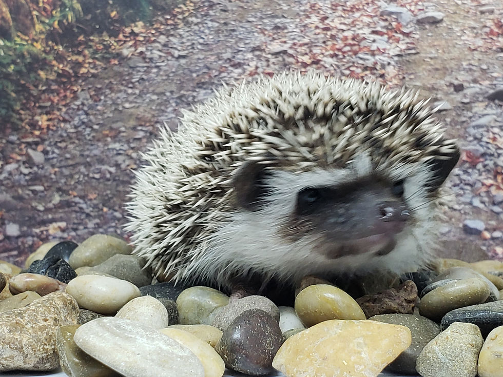 Thumbnail: "Vino" male Ready after 11/13 (PIF- T.Wise)