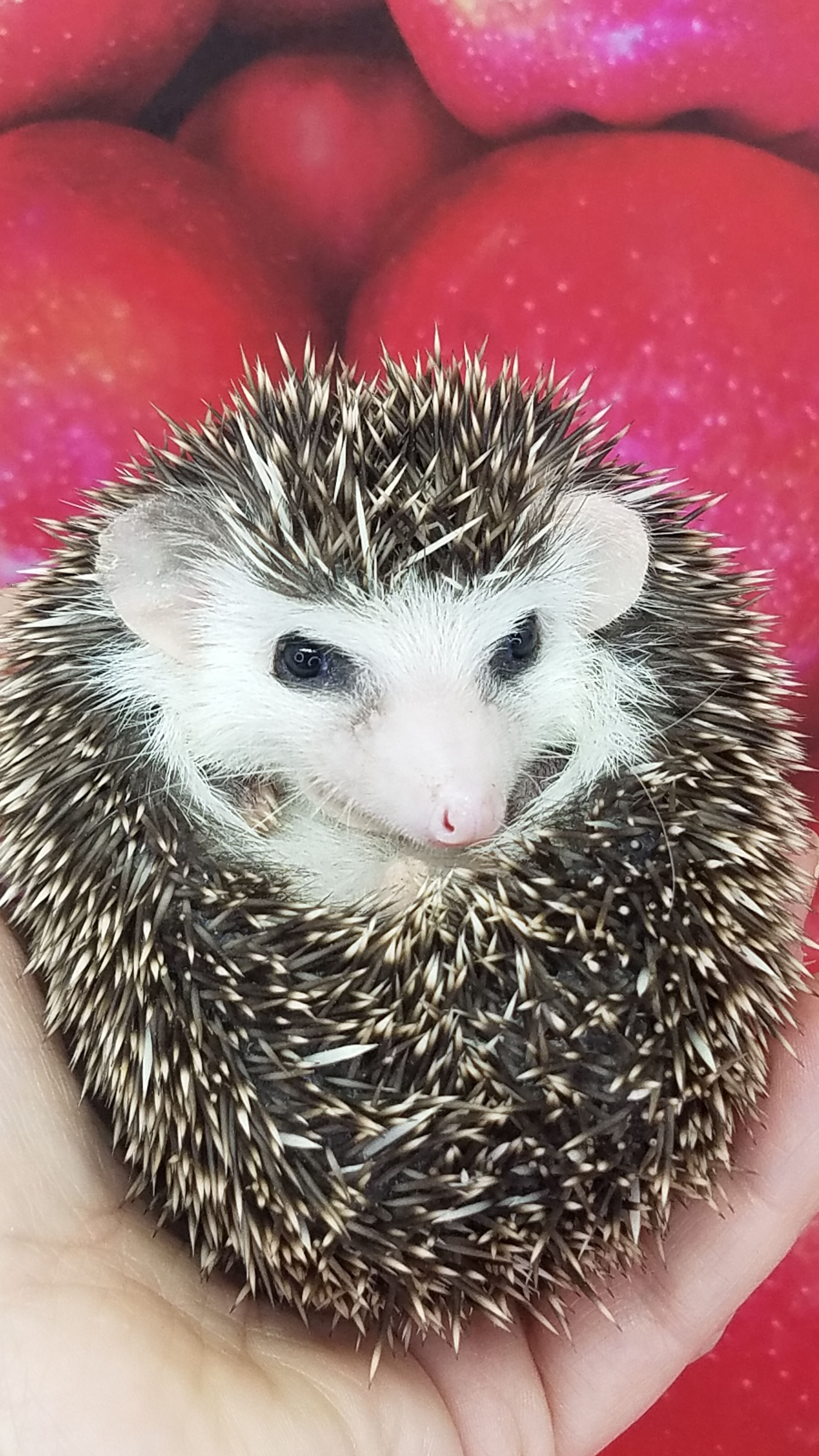 "Jerome" male Ready after 2/26 adorable double eyeliner (PIF K.Walker)