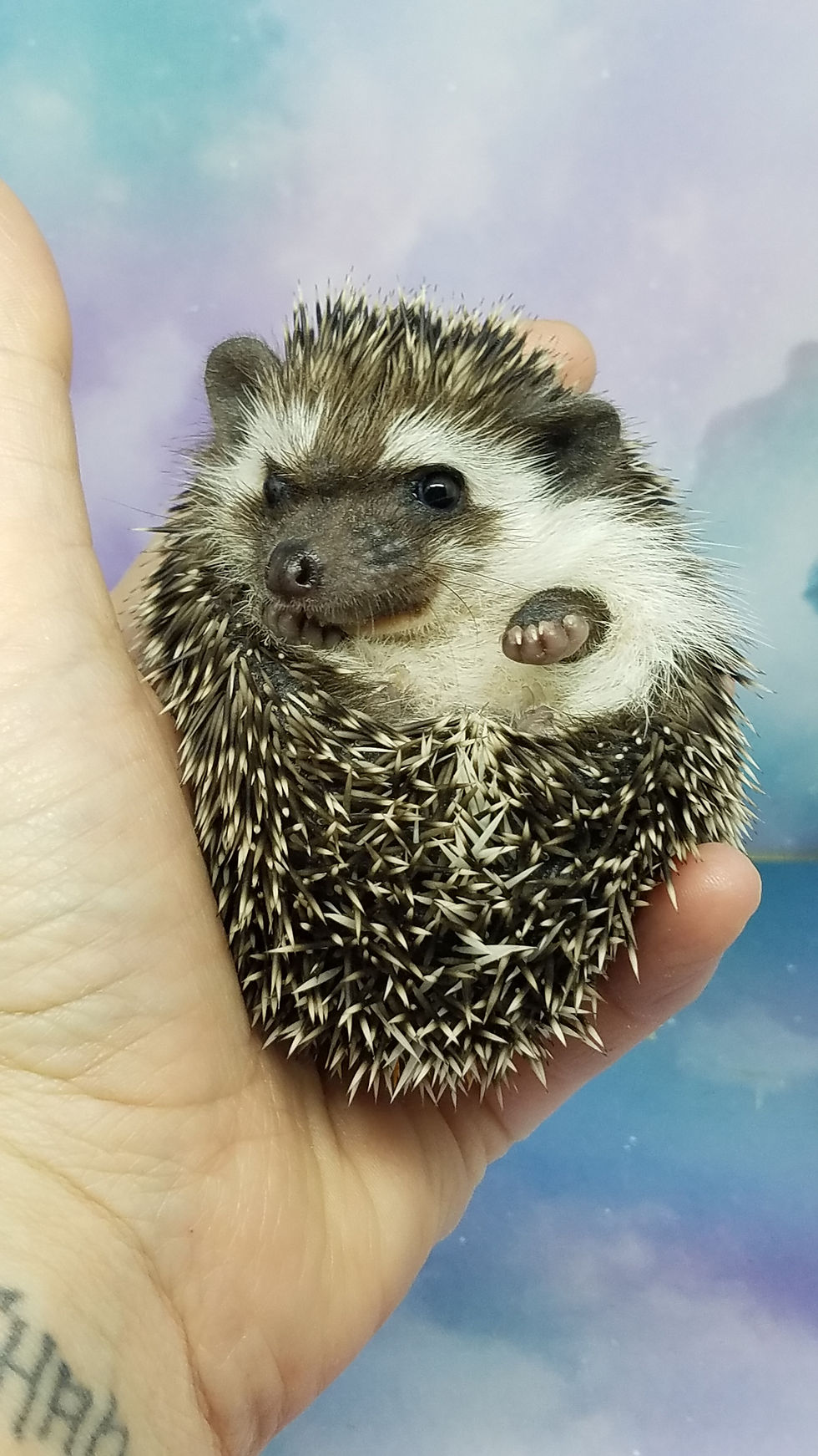 Thumbnail: "Phebe" female Ready Jan 20-28 (PIF +cage kit w/liner S.Hill)