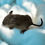 Thumbnail: Degu 2- male- Ready after 8/4