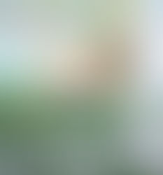 แม่ไม้มวยรัก