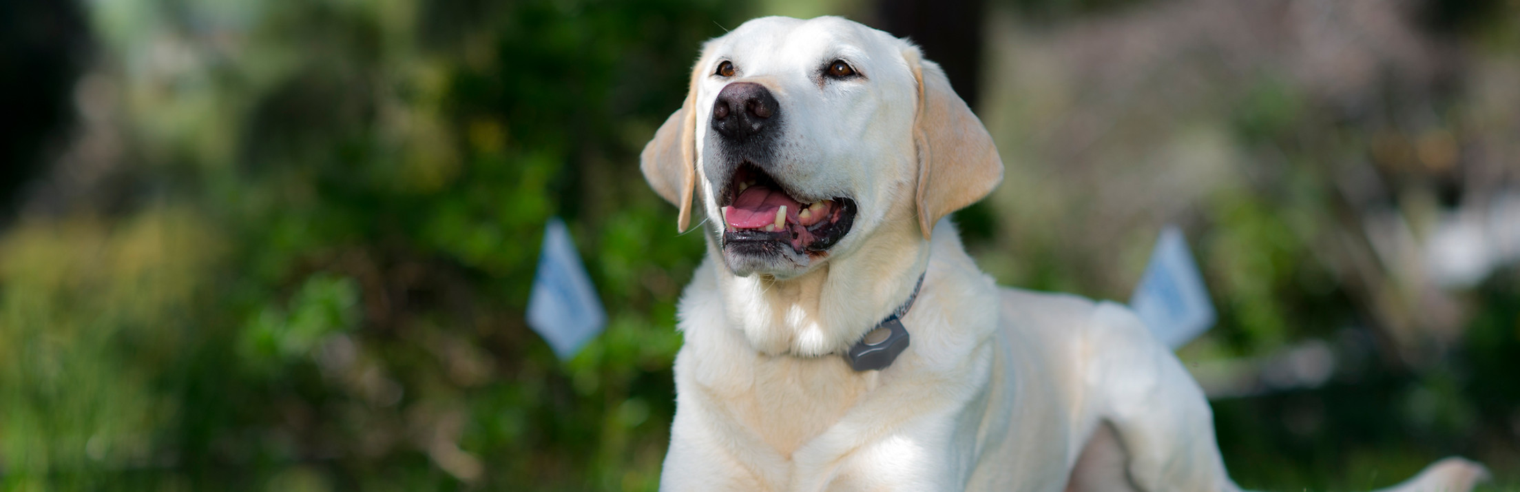 Invisible Fence IN N OUT DOG WASH
