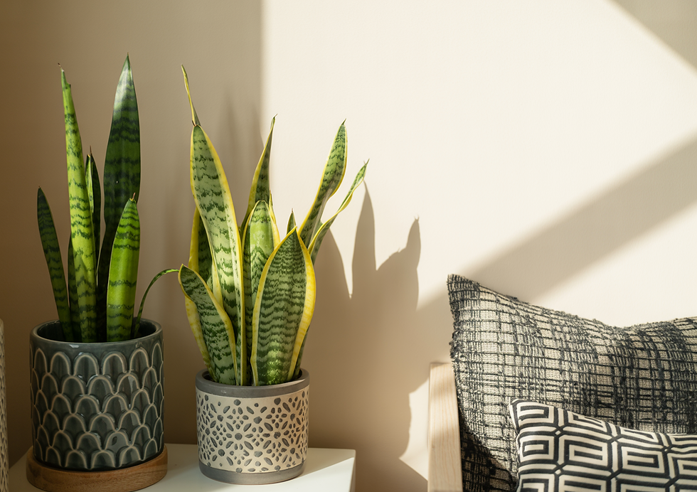 Two potted snake plants on a table in sunlight, with patterned pillows and shadows on a light-colored wall, creating a calm atmosphere.