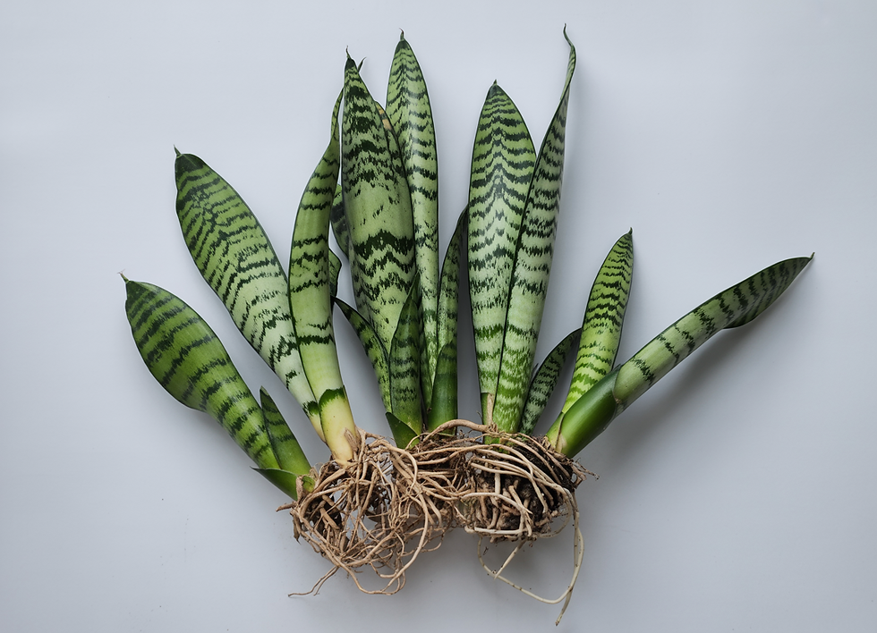 Green snake plant with patterned leaves and exposed roots on a white background. Leaves have dark green stripes, creating a calming look.