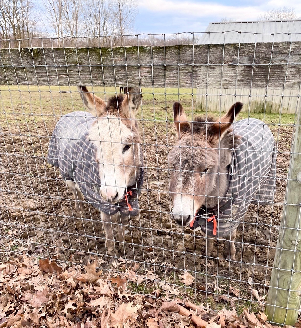 Wilma and Betty are mother and daughter. They are super sweet and bring an instant mood boost.