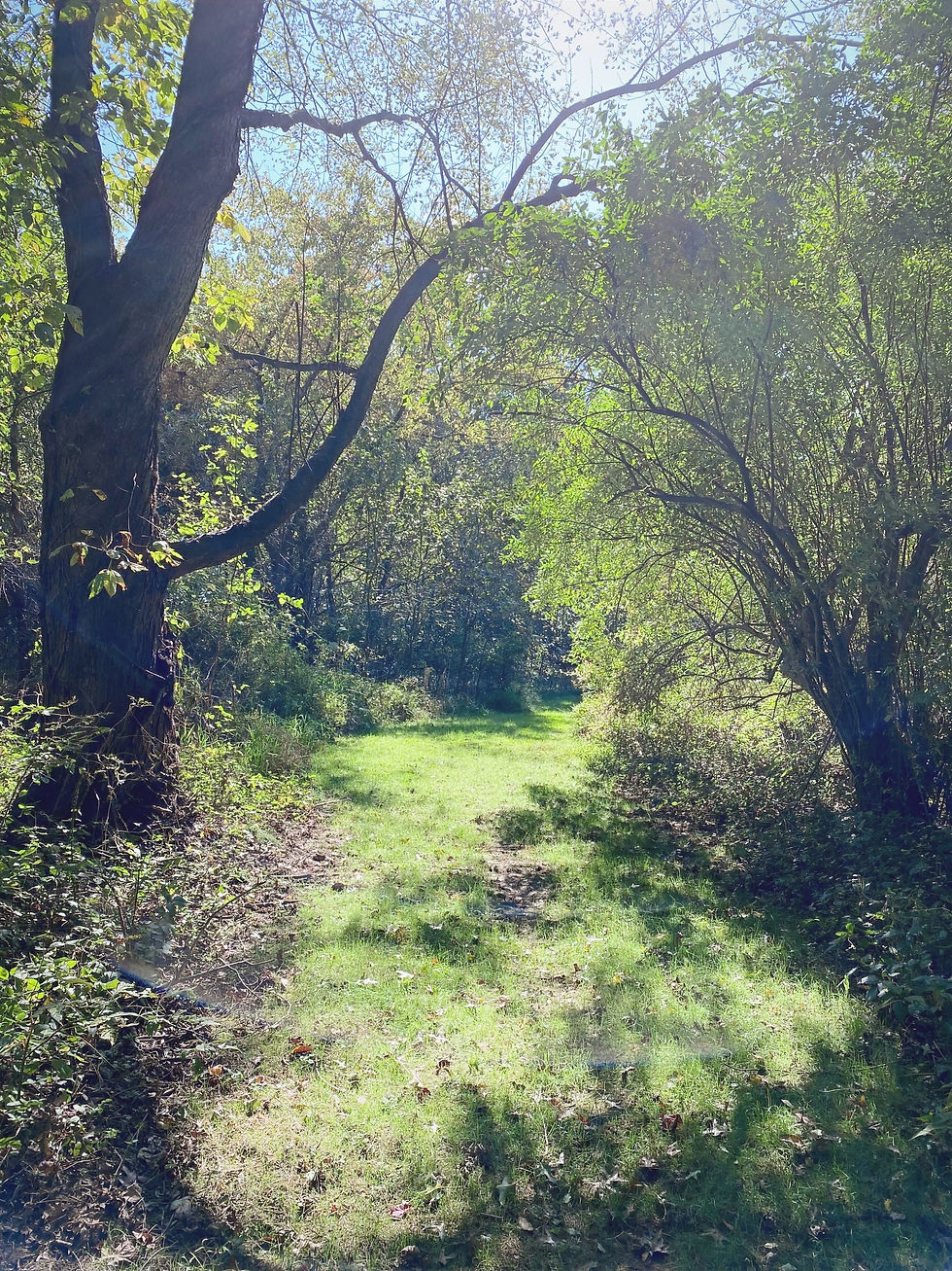 Another view of the path that carves through the property