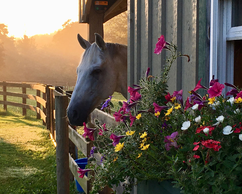 Gracie, a sweet 23-year old horse who is the namesake of the farm