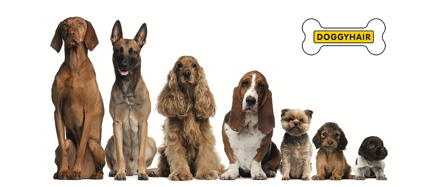 DOGGY-in-A-ROw-2-1.png