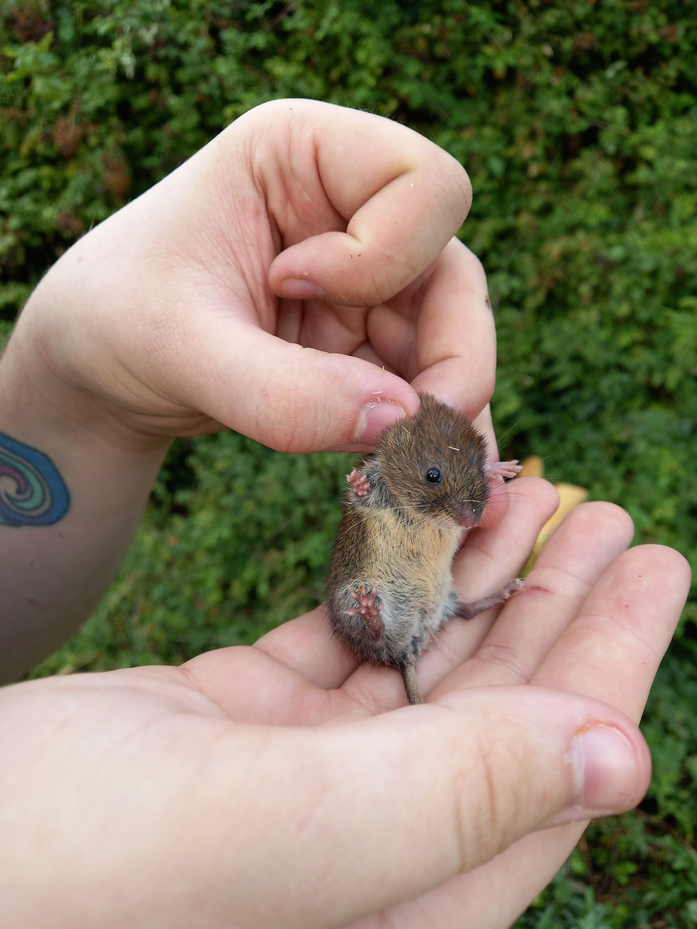 Small mammal workshop