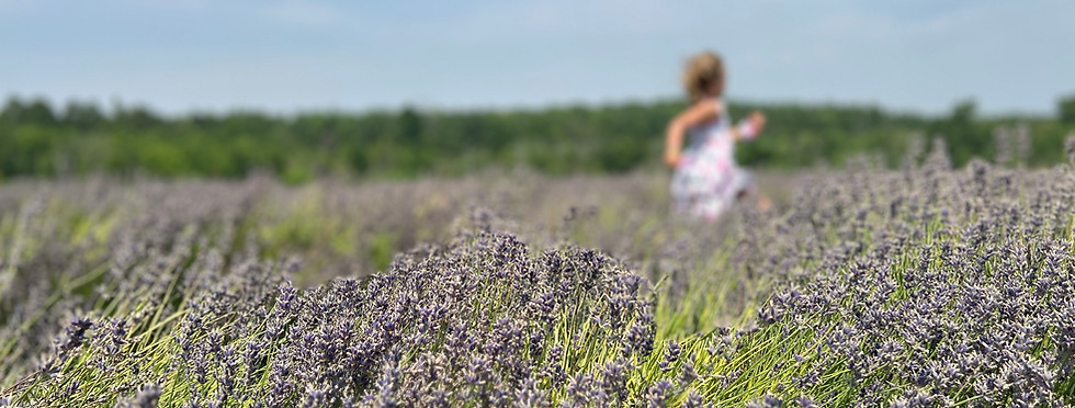 lavendar field juliette.jpg