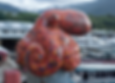 Mosaic Octopus, Ketchikan, Alaska