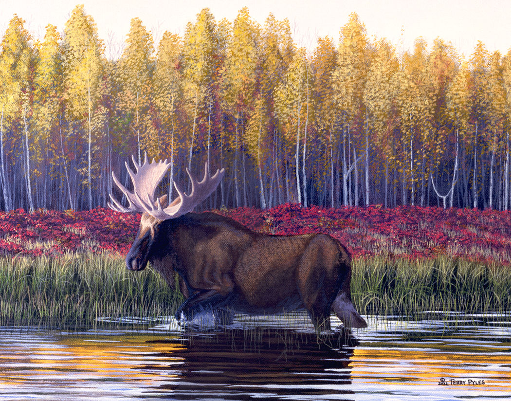 Bull in the Chena (River) | Canvas Giclee | 11" x 14"
