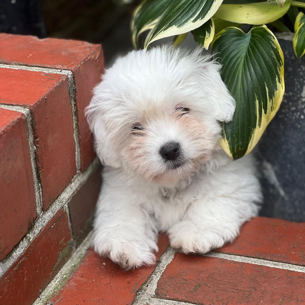 White Coton puppy resting on brick