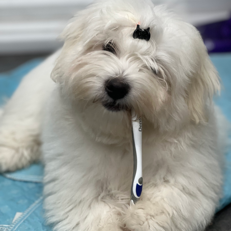 The Importance of Teeth Cleaning for Dogs: Keep Your Pup’s Smile Healthy