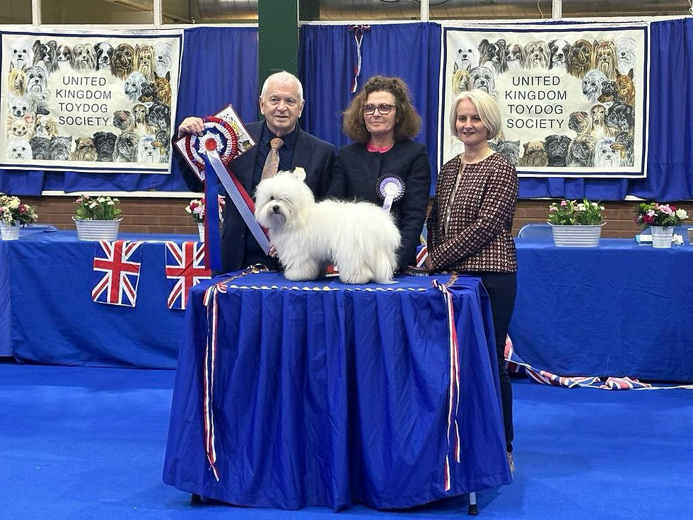 Coton dog winning at the United Kingdom Toydog Society show.