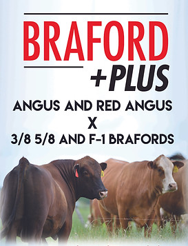 Braford Plus Starter.jpg