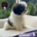 Miniatura: Precioso Shih Tzu Pedigree “A"