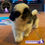 Miniatura: Bellísimo Shih Tzu Pedigree “A"