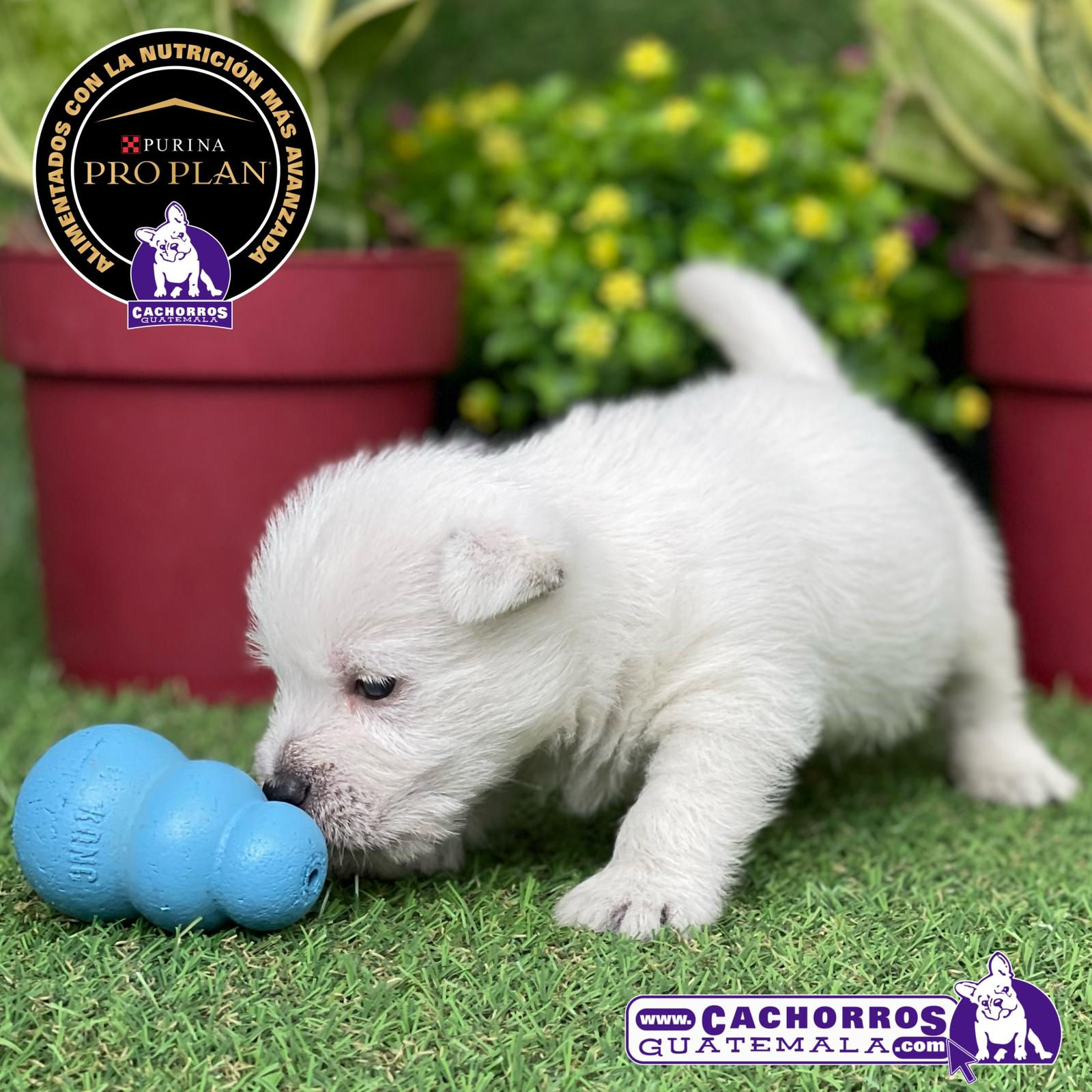 Guapísima Westy Pedigree A