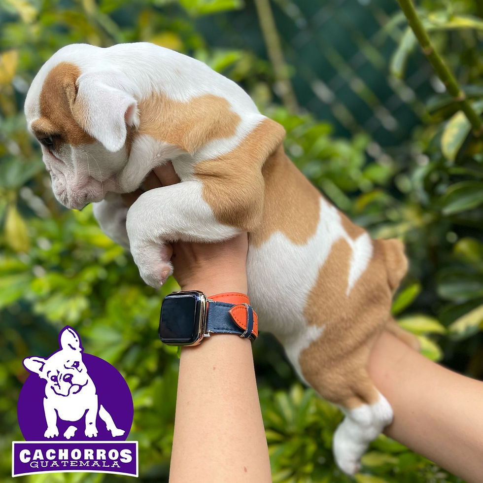 Miniatura: Bella Bulldog Inglés - Pedigree A