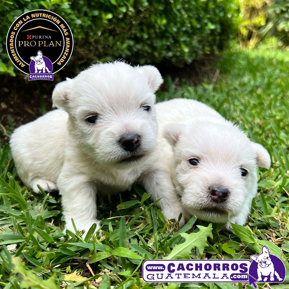Miniatura: Impresionantes Westy Macho Pedigree “A”