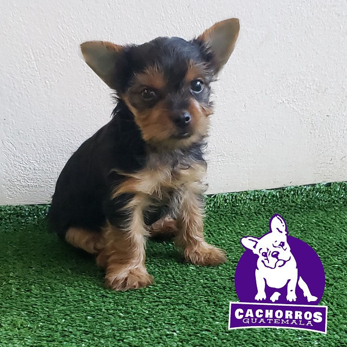 Guapísima Yorkshire Terrier (Standard) Pedigree “A”