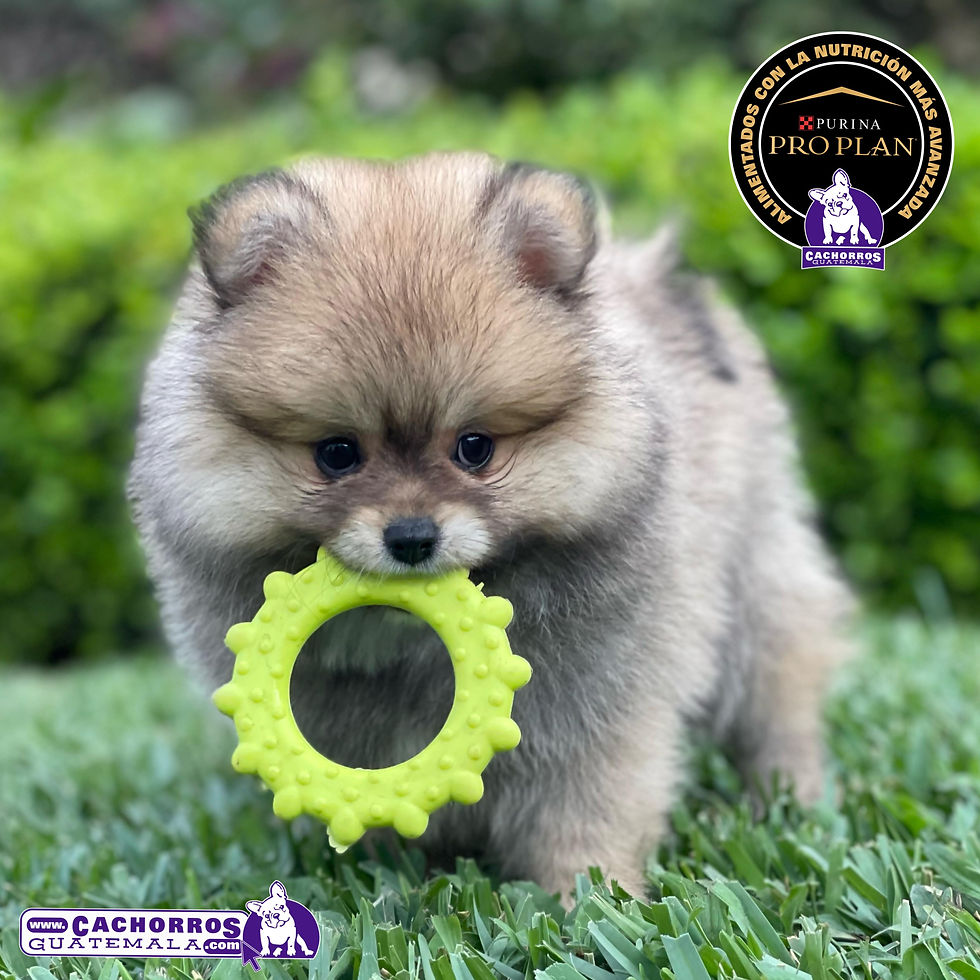 Miniatura: Preciosísima Pomeranian CPRG
