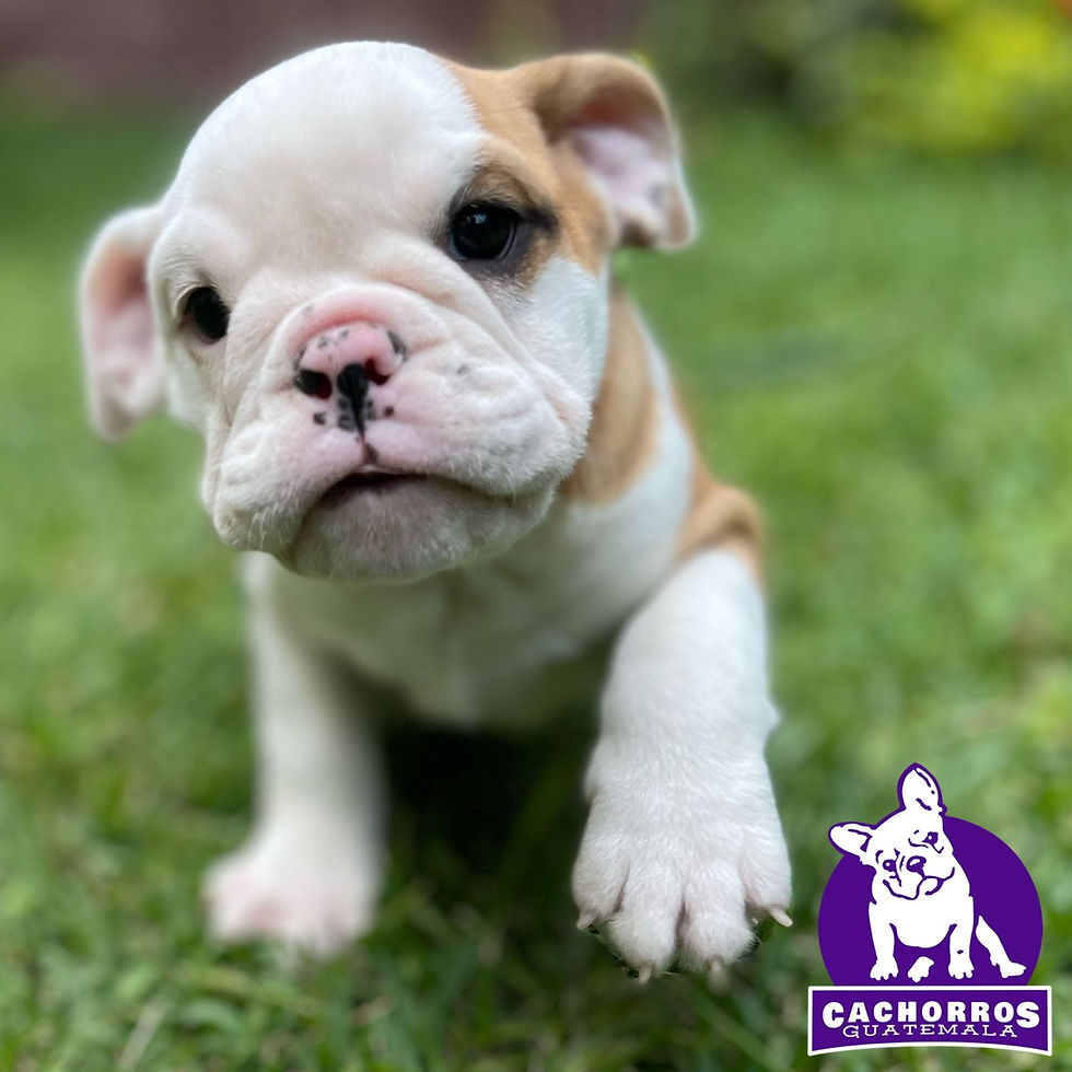 Miniatura: Bella Bulldog Inglés - Pedigree A