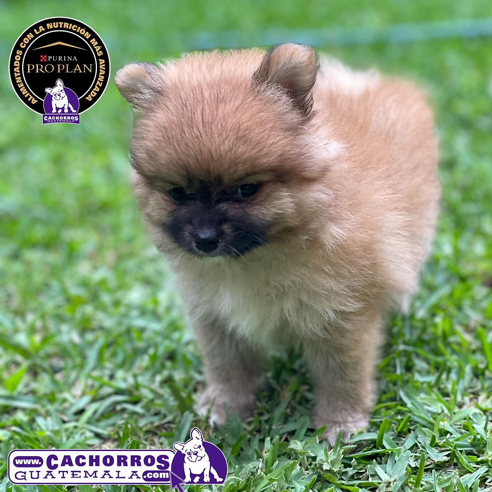 Miniatura: Hermosa Spitz Enano Pomeranian – Pedigree “A”