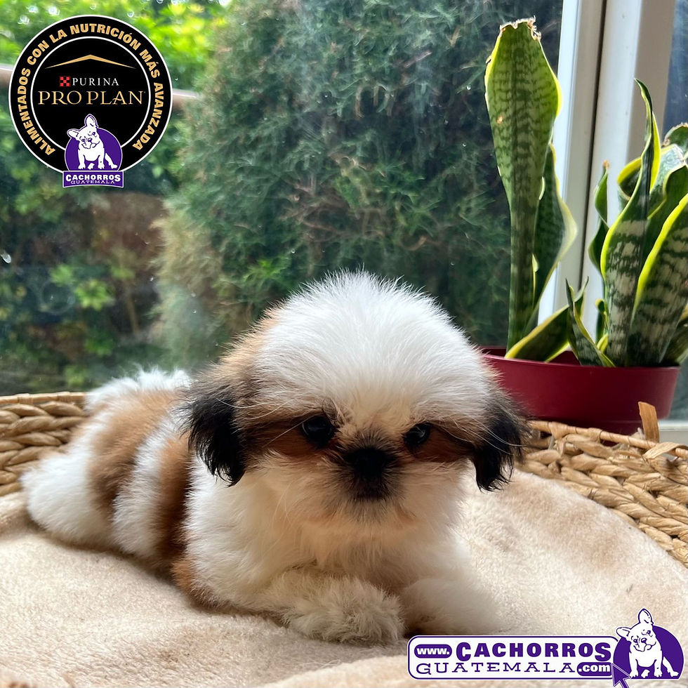 Miniatura: Guapísima Shih Tzu Pedigree “A"